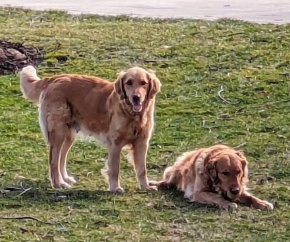Medium Photo #2  Breeder Profile in MILLERSBURG, OH, USA