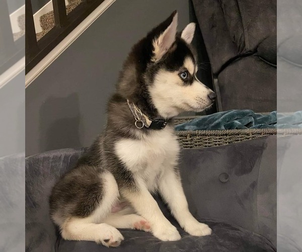 Medium Photo #22  Breeder Profile in BURNS TOWNSHIP, MN, USA