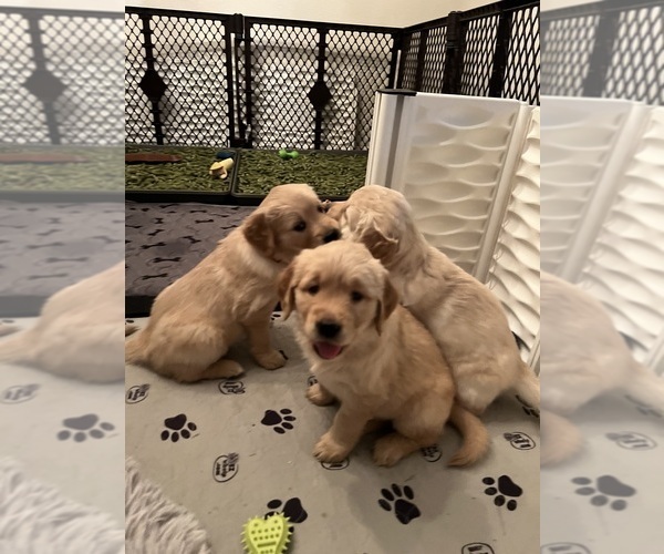 Medium Photo #5  Breeder Profile in SANTEE, CA, USA