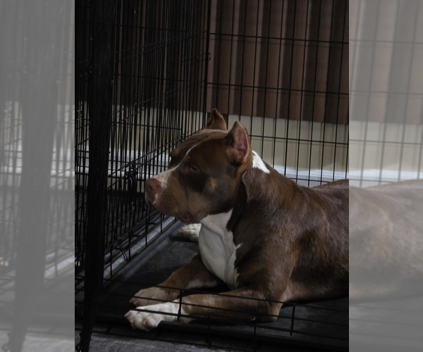 Medium Photo #3  Breeder Profile in WALTERBORO, SC, USA