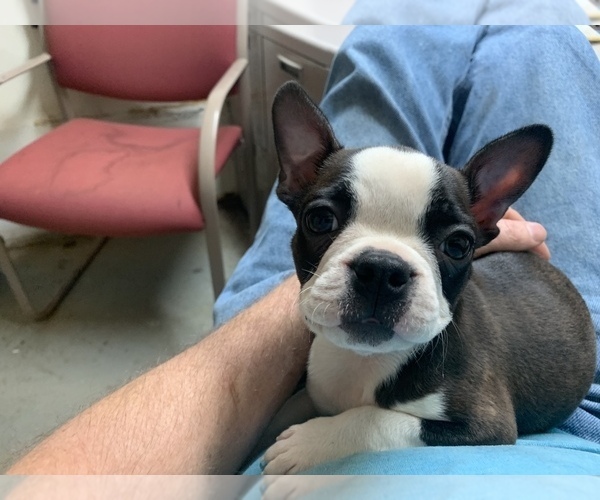 Medium Photo #20  Breeder Profile in PARKERS LAKE, KY, USA