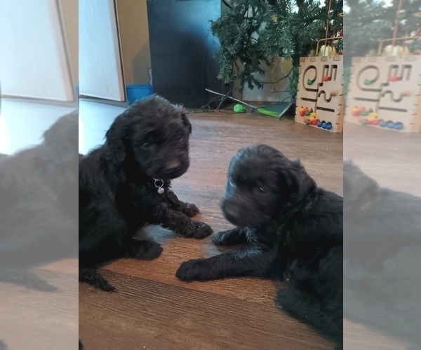 Medium Photo #1  Breeder Profile in BAY MINETTE, AL, USA