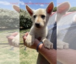 Small breeder photo