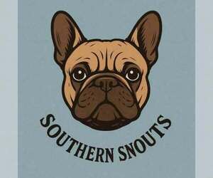 French Bulldog Dog Breeder near GASTONIA, NC, USA