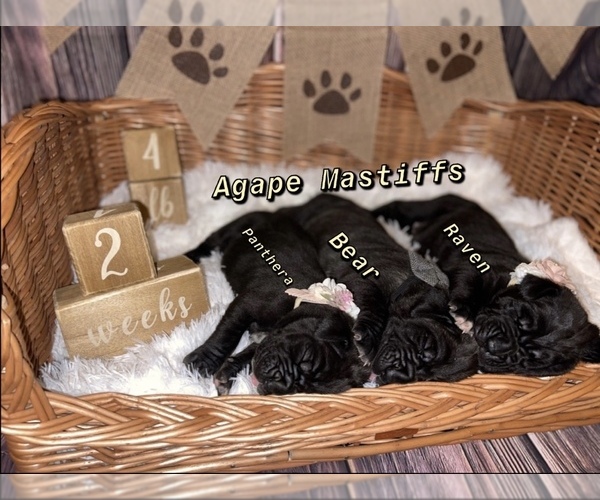 Medium Photo #39  Breeder Profile in MORRISTON, FL, USA