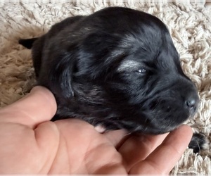 Medium Breeder Profile Photo