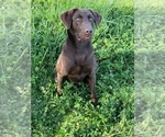 Small Photo #1  Breeder Profile in MAGEE, MS, USA