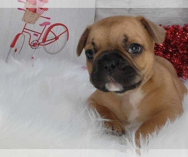 Medium Photo #1  Breeder Profile in WINDSOR, CO, USA