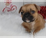 Small breeder photo