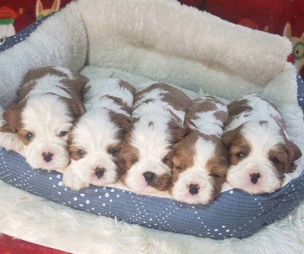 Medium Photo #3  Breeder Profile in AKELEY, MN, USA