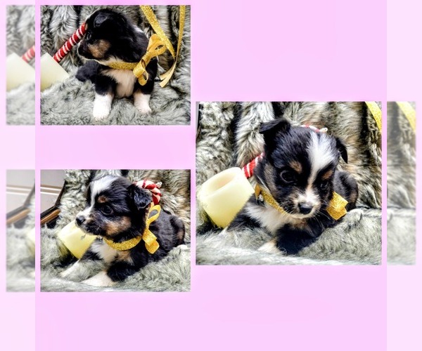 Medium Photo #4  Breeder Profile in WOODLEAF, NC, USA