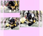 Small #3 Breeder Profile image