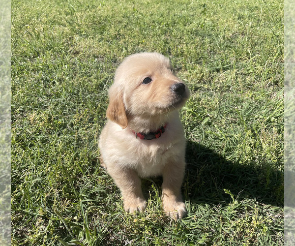 Medium Photo #1  Breeder Profile in CHANDLER, OK, USA