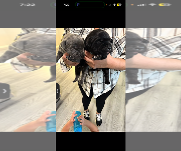 Medium Photo #1  Breeder Profile in HESPERIA, CA, USA