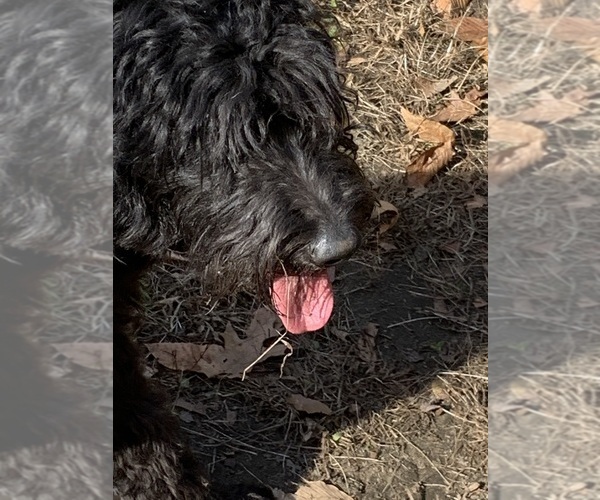 Medium Photo #39  Breeder Profile in LAKE GEORGE, NY, USA