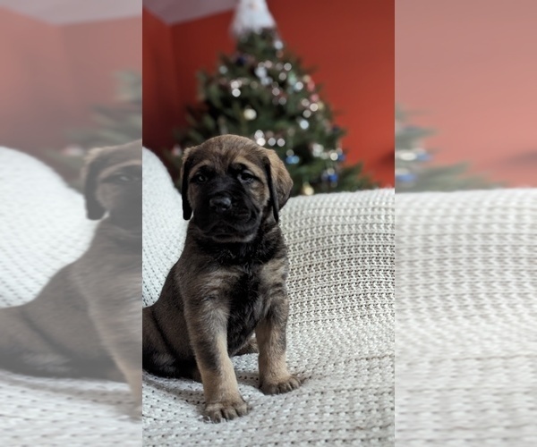 Medium Photo #1  Breeder Profile in LIVERPOOL, NY, USA