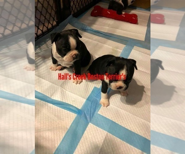 Medium Photo #3  Breeder Profile in EATON, OH, USA