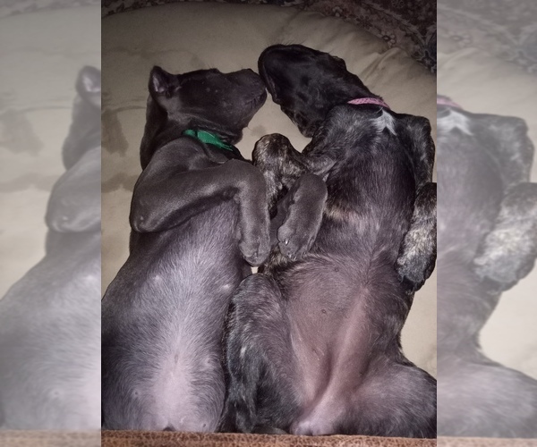 Medium Photo #11  Breeder Profile in REEVESVILLE, SC, USA