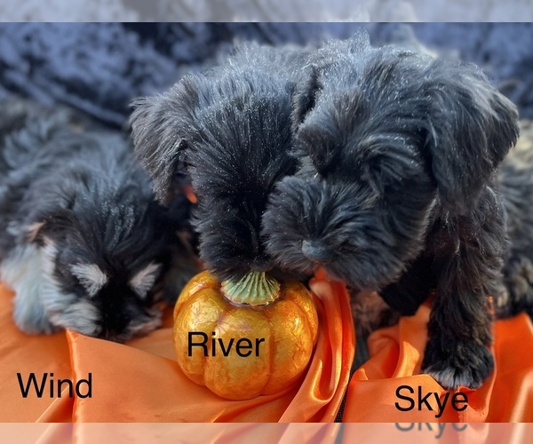 Medium Photo #1  Breeder Profile in ALEXANDRIA, OH, USA