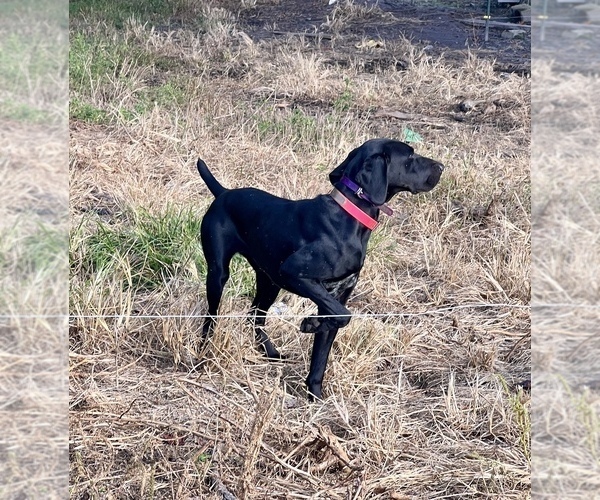 Medium Photo #1  Breeder Profile in WARSAW, NC, USA