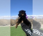Small #114 Breeder Profile image