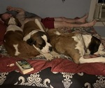 Small #8 Breeder Profile image