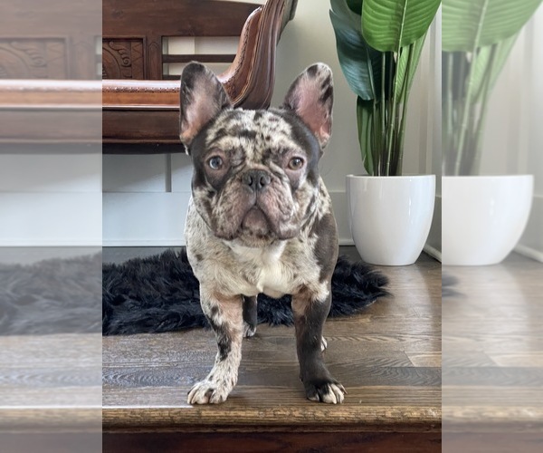 Medium Photo #1  Breeder Profile in LYNWOOD, IL, USA