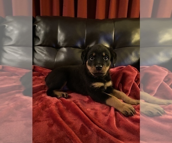 Medium Photo #2  Breeder Profile in PALM BAY, FL, USA