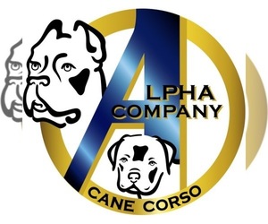 Main photo of Cane Corso Dog Breeder near WILBRAHAM, MA, USA