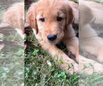 Small #3 Breeder Profile image