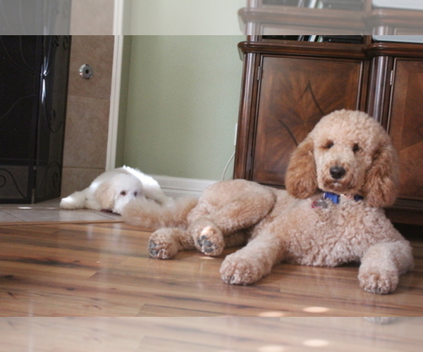 Medium Photo #1  Breeder Profile in FRISCO, TX, USA