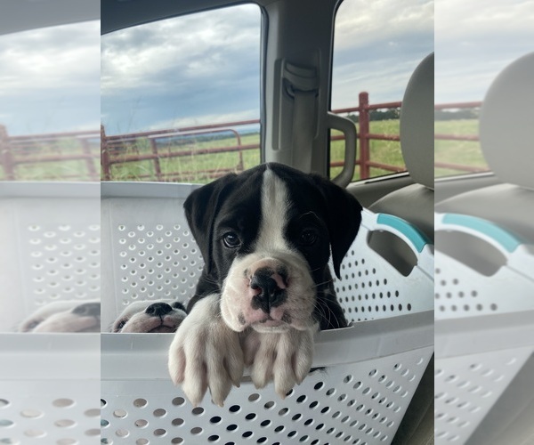 Medium Photo #15  Breeder Profile in WESTVILLE, OK, USA