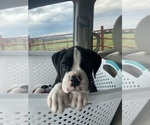 Small #14 Breeder Profile image