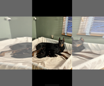 Small #4 Breeder Profile image