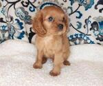 Small Photo #14  Breeder Profile in LEWISBURG, KY, USA