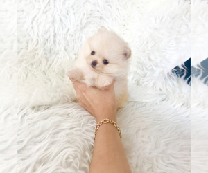 Pomeranian Dog Breeder near ROWLAND HEIGHTS, CA, USA