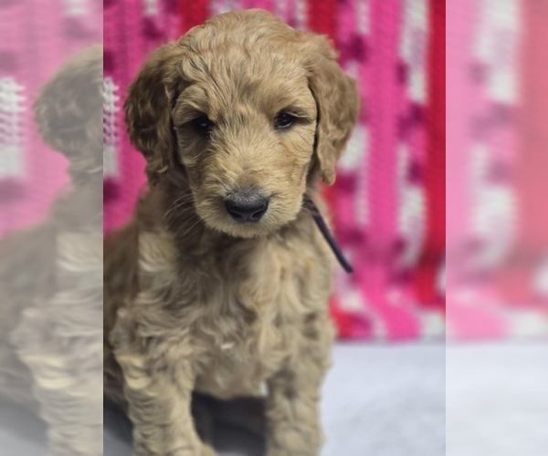 Medium Photo #4  Breeder Profile in BATTLE GROUND, WA, USA