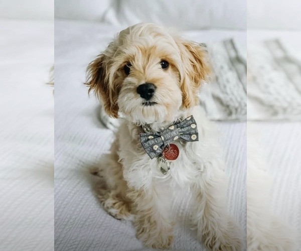 Medium Photo #1  Breeder Profile in GENEVA, NY, USA