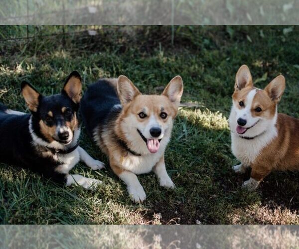 Medium Photo #1  Breeder Profile in FAIR GROVE, MO, USA