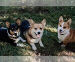 Small breeder photo