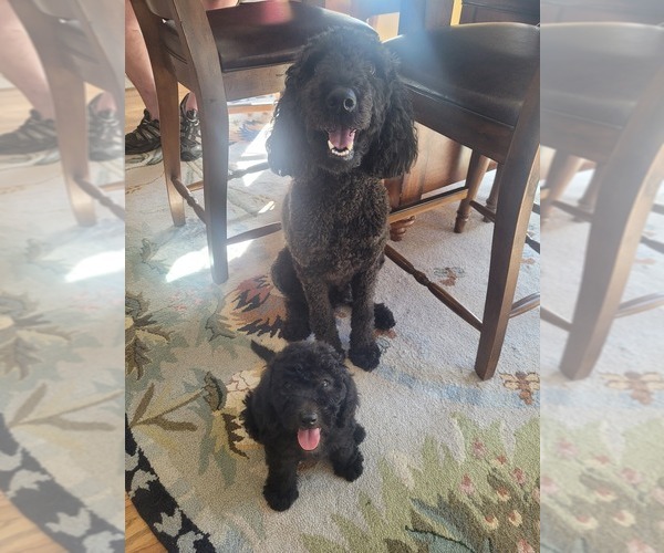 Medium Photo #1  Breeder Profile in APPLING, GA, USA