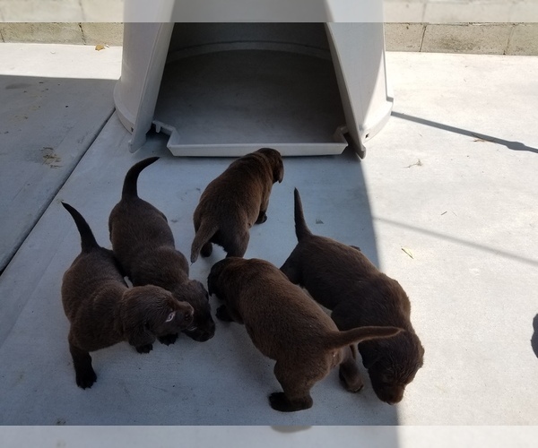 Medium Photo #1  Breeder Profile in YORBA LINDA, CA, USA