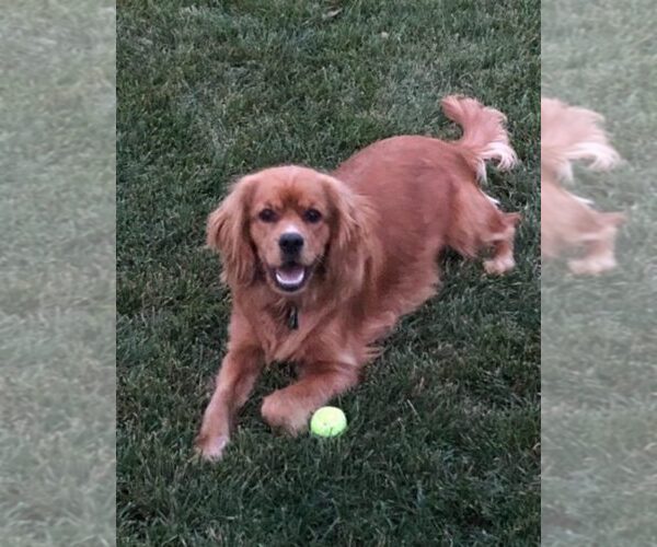 Medium Photo #19  Breeder Profile in Aylmer, Ontario, Canada