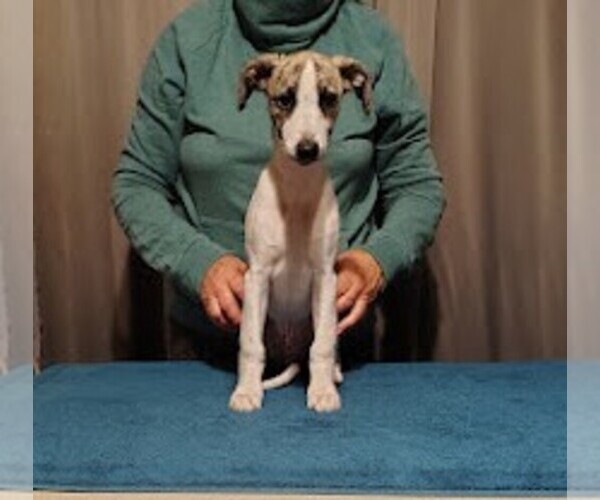 Medium Photo #6  Breeder Profile in DAVISON, MI, USA