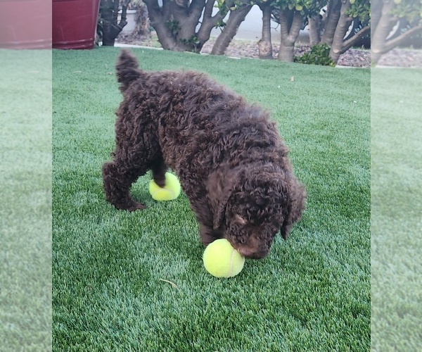 Medium Photo #4  Breeder Profile in OXNARD, CA, USA