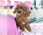 Small #2 Breeder Profile image