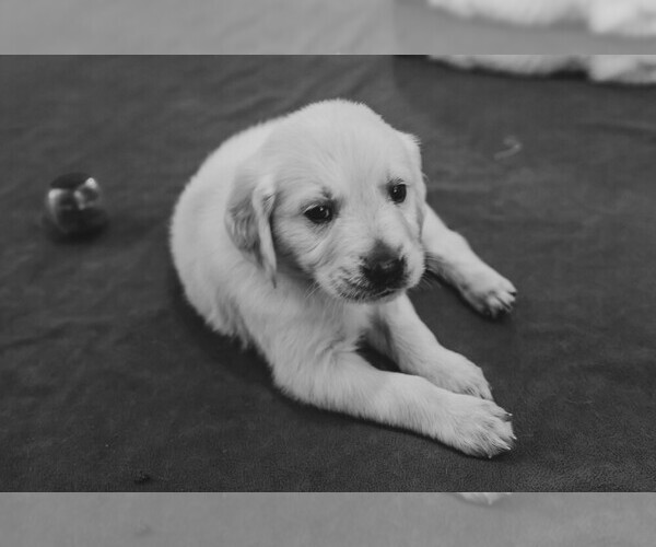 Medium Photo #31  Breeder Profile in MALDEN, MA, USA