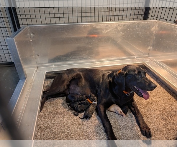 Medium Photo #1  Breeder Profile in WISNER, NE, USA