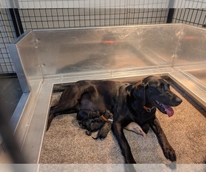 Labrador Retriever Dog Breeder near WISNER, NE, USA