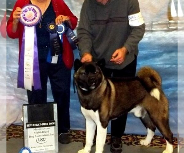 Medium Photo #1  Breeder Profile in FAYETTEVILLE, OH, USA